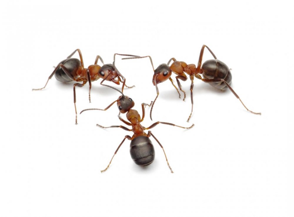 myrer skadedyrsbranchen