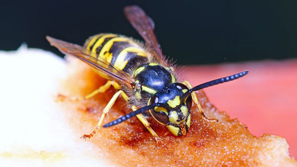 skadedyrsbranchen hvepse